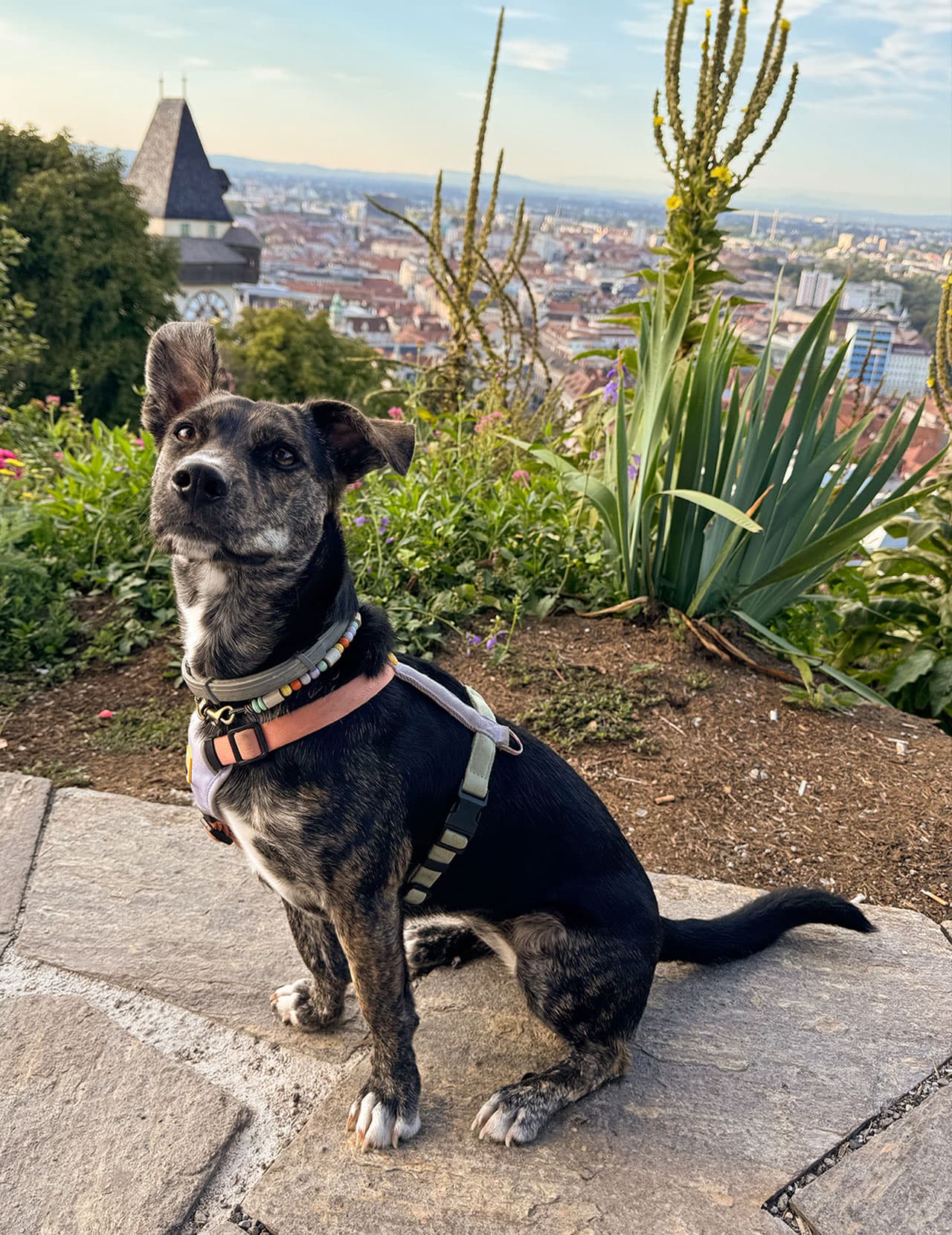 Lucy